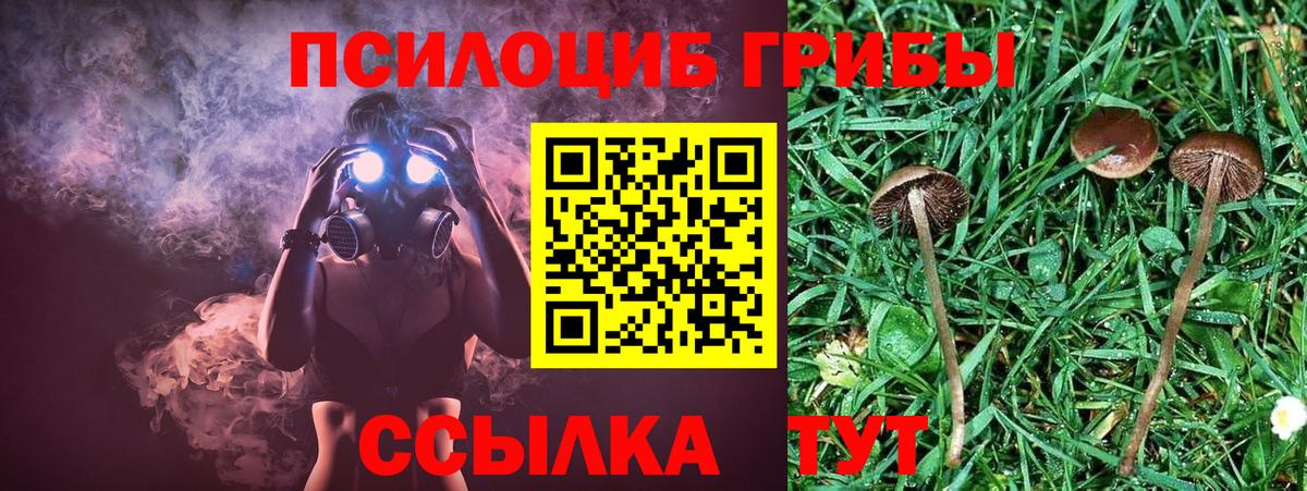 Псилоцибиновые грибы Cubensis Одинцово